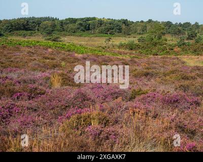 Heide mit Ling und Bell Heidekraut mit Gorse and Scots Kiefer Beyond, Arne RSPB Nature Reserve, Dorset, England Stockfoto