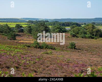 Heide mit Ling und Bell Heidekraut, Gorse und schottische Kiefern mit Ackerland und Corfe Castle darüber hinaus, Arne RSPB Nature Reserve, Dorset, England Stockfoto