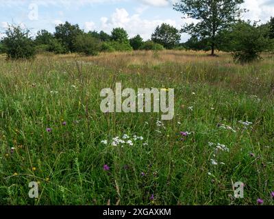 Wildblumenwiese und Buschwerk, Alners Gorse Reserve, Schmetterlingsreservat, in der Nähe von Kings Stag, Dorset, England, Großbritannien, August 2021 Stockfoto