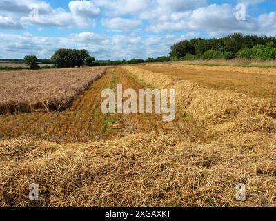 Ernte Gerste , Myncen Farm, Cranborne Chase, Dorset, England, Großbritannien, August 2021 Stockfoto