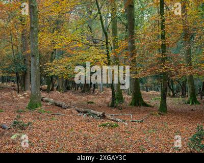 Gemischte Laubwälder im Herbst, nahe Aldridgehill Inclosure, New Forest National Park, Hampshire, England, Großbritannien, November 2021 Stockfoto