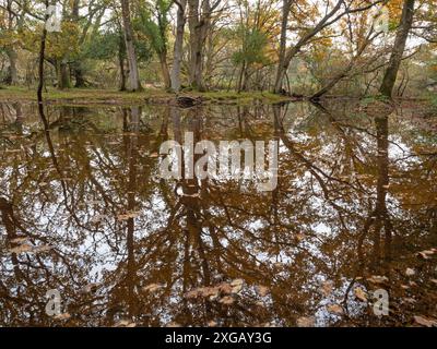 Laubwälder spiegeln sich im Ober Water Stream nahe Aldridgehill Inclosure im Herbst, New Forest National Park, Hampshire, England, im November wieder Stockfoto