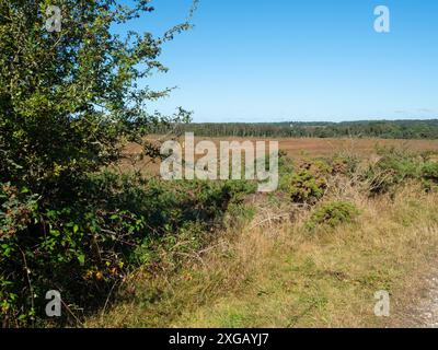 Sumpfheide und Weißdorn Crataegus monogyna mit Silberbirke Betula pendula Beyond, Tadnoll & Winfrith Nature Reserve, Dorset Wildlife Trust Rese Stockfoto