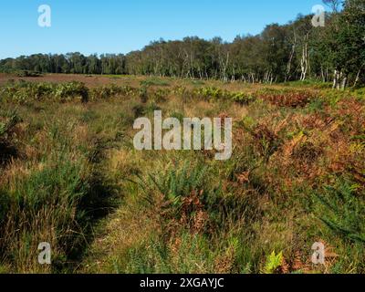 Grasland mit Birkenwäldern darüber hinaus, Tadnoll und Winfrith Nature Reserve, Dorset Wildlife Trust Reserve, Dorset, England, Großbritannien, September 2021 Stockfoto
