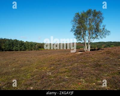 Silberbirken-Betula-Pendel auf Heideland, Whitcombe Vale, Tadnoll und Wiinfrith Nature Reserve, Dorset Wildlife Trust Reserve, Dorset, England, Großbritannien Stockfoto