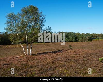 Silberbirken-Betula-Pendel auf Heideland, Whitcombe Vale, Tadnoll und Wiinfrith Nature Reserve, Dorset Wildlife Trust Reserve, Dorset, England, Großbritannien Stockfoto