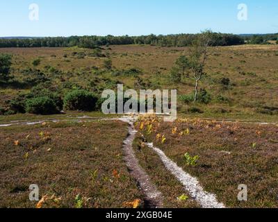 Im September 2021 führt der Weg durch die Heidelandschaft Whitcombe Vale, Tadnoll und Winfrith Nature Reserve, Dorset Wildlife Trust Reserve, Dorset, England, Großbritannien Stockfoto