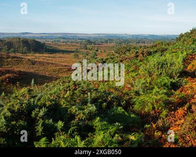 Heide, Ginster und Bracken im Tadnoll and Winfrith Nature Reserve, Dorset Wildlife Trust Reserve, Dorset, England, Großbritannien, September 2021 Stockfoto
