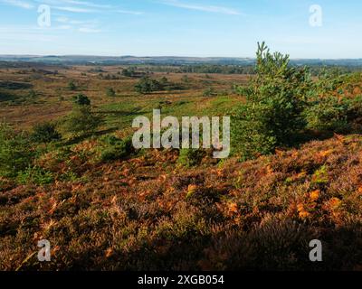 Heide, Ginster und Bracken im Tadnoll and Winfrith Nature Reserve, Dorset Wildlife Trust Reserve, Dorset, England, Großbritannien, September 2021 Stockfoto