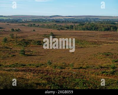 Heide- und Schottenkiefer Pinus sylvestris auf Whitcombe Vale mit Ackerland darüber hinaus, Tadnoll und Winfrith Nature Reserve, Dorset Wildlife Trust Reserve Stockfoto