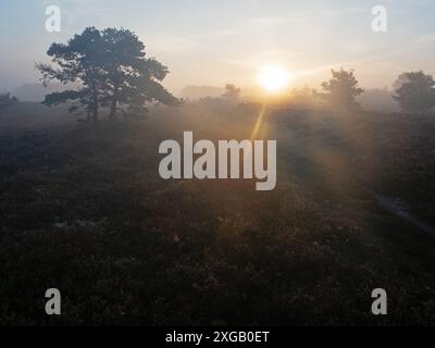Schottenkiefer Pinus sylvestris und Heidelandschaft bei Sonnenaufgang, Tadnoll and Winfrith Nature Reserve, Dorset Wildlife Trust Reserve, Dorset, England, Großbritannien, September Stockfoto