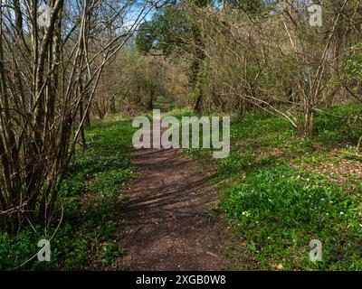 Wanderweg durch Wälder und wilde Blumen, Garston Wood RSPB Reserve, Sixpenny Handley, Dorset, England, Großbritannien, April 2022 Stockfoto