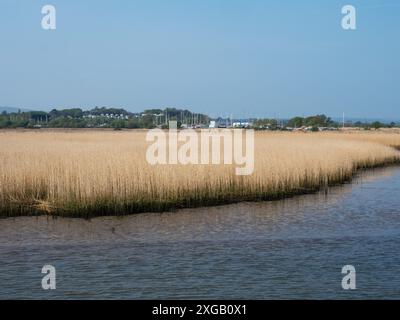 Schilfbetten in Poole Harbour mit Yachten, die in Rockley Beyond, Dorset, England, Großbritannien, April 2022 angelegt sind Stockfoto