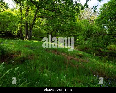 Großstichwort Stellaria holostea Bluebell Hyacinthoides non-scripta und Farne im Wald, Naddle Forest, RSPB Haweswater Nature Reserve, Cumbria Stockfoto