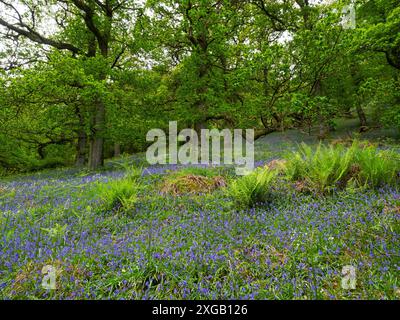 Bluebell Hyacinthoides non-scripta und Farne in Laubwäldern, Naddle Forest, RSPB Haweswater Nature Reserve, Lake District National Park Stockfoto