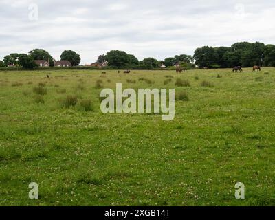 Exmoor Pony Equus ferus caballus kleine Herde, die auf einer Wildblumenwiese lebt, Knepp Castle Estate, West Sussex, England, Vereinigtes Königreich, Juni 2022 Stockfoto