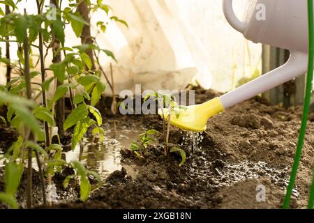 Bewässerung Sämling Tomatenpflanze im Gewächshaus Garten Stockfoto