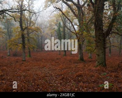Stieleiche Quercus Robur Wald an einem nebeligen Morgen, Broomy Inclosure, New Forest National Park, Hampshire, England, Großbritannien, Dezember 2022 Stockfoto