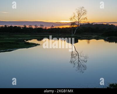 Silberbirke Betula Pendel spiegelt sich in einem Teich am Rockford Common, New Forest National Park, Hampshire, England, Großbritannien, Dezember 2022 Stockfoto