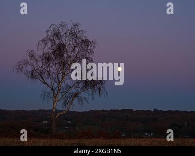 Silber Birke Betula Pendel mit dem Mond über Linwood, Rockford Common, New Forest National Park, Hampshire, England, Großbritannien, Dezember 2022 Stockfoto