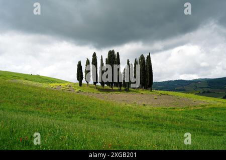 Toskanische Landschaft unter bewölktem Himmel. Gruppe von Zypressen. Toskana, Italien Stockfoto