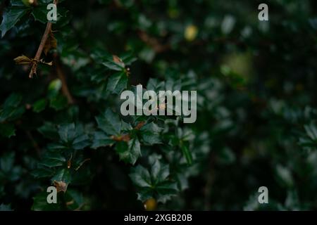 Eine Nahaufnahme eines grünen Busches von Darwin's Barberry (Berberis darwinii) Stockfoto