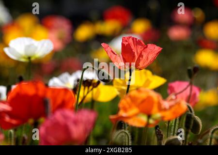 Botanik, mehrfarbiger Mohn im Regierungsgarten in Rotorua, Bay of Plenty, Nord-Island, ADDITIONAL-RIGHTS-CLEARANCE-INFO-NOT-AVAILABLE Stockfoto