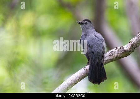 Grauer Katzenvogel, der im Frühling singt Stockfoto