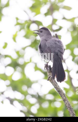 Grauer Katzenvogel, der im Frühling singt Stockfoto