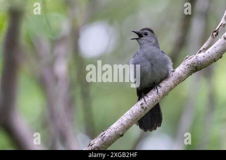 Grauer Katzenvogel, der im Frühling singt Stockfoto