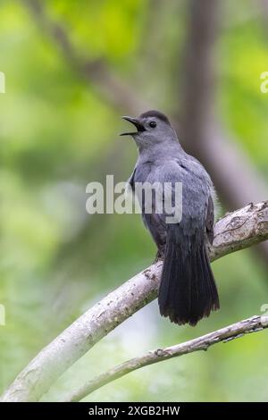 Grauer Katzenvogel, der im Frühling singt Stockfoto