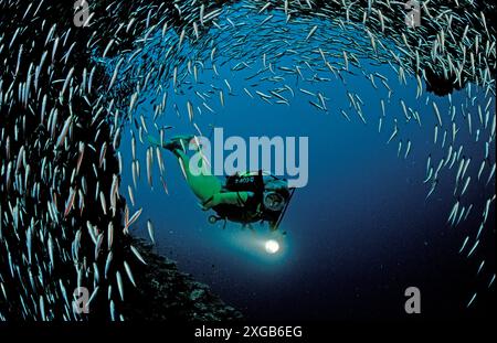 Pygmäen-Kehrmaschine und -Taucher, Parapriacanthus ransonneti, Malediven, Indischer Ozean, Ari ATOL, Maayafushi Stockfoto