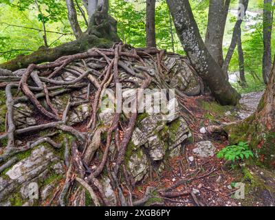 Die Wurzeln des Buchenwaldes hängen an felsigen Böden im Logarska Valley Dolina, Slowenien Stockfoto