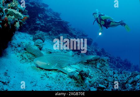 Leopardenhai und Taucher, Stegostaoma varium, Thailand, Indischer Ozean, Phuket, Similan-Inseln Stockfoto