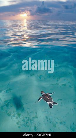 Schwimmende Baby Grüne Meeresschildkröte, grüne Schildkröte, Chelonia mydas, Malaysia, Pazifik, Pazifik, Borneo, Sipadan Stockfoto