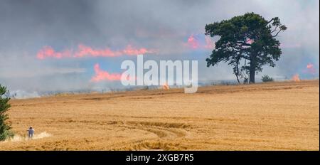 Reifer Weizenanbau im Feuer und außer Kontrolle in Essex Landschaft an heißen windigen Sommern Tag Lauffeuer Flammen beginnen bis zu Roadside Layby England UK Stockfoto