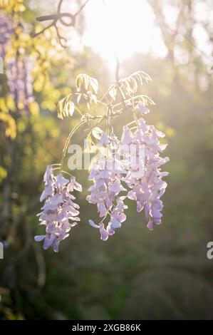 Violette Glyzinien blüten in sanftem Sonnenlicht mit verschwommenem Hintergrund Stockfoto