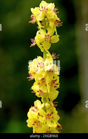 Dunkle Maulein blüht im Sommer mit gelben, schönen Blumen Stockfoto