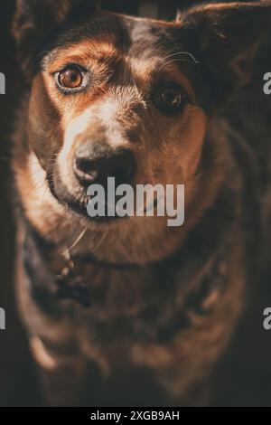 Porträt eines jungen, hyperaustralischen Rinderhundes. Stockfoto