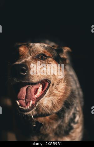 Porträt eines jungen, hyperaustralischen Rinderhundes vor schwarzem Hintergrund. Stockfoto