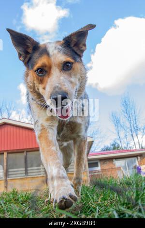 Porträt eines jungen, hyperblauen heelers, der an einem blauen Sommerhimmel läuft. Stockfoto