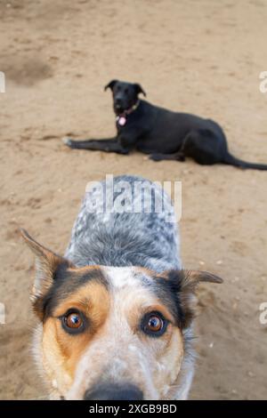 Porträt eines jungen, hyperaustralischen Rinderhundes, der mit Freunden in der Sommersonne spielt. Stockfoto