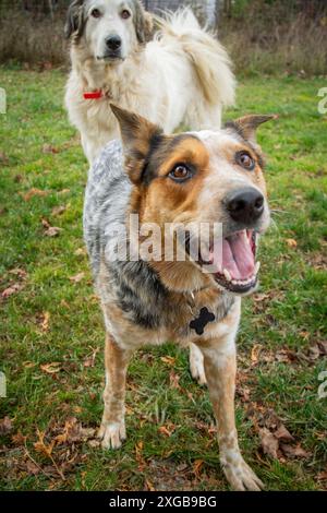 Porträt eines jungen, hyperaustralischen Rinderhundes, der mit Freunden in der Sommersonne spielt. Stockfoto