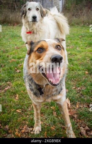 Porträt eines jungen, hyperaustralischen Rinderhundes, der mit Freunden in der Sommersonne spielt. Stockfoto