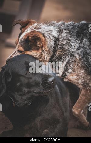 Eine Gruppe von Hunden spielt zusammen auf einem Sandfeld an einem warmen Sommertag. Stockfoto