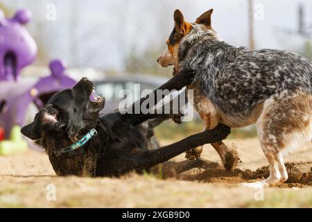 Zwei junge Hunde spielen an einem warmen Sommertag auf einem Sandfeld zusammen. Stockfoto