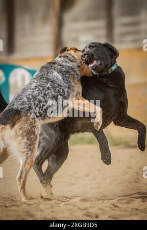 Zwei junge Hunde spielen an einem warmen Sommertag auf einem Sandfeld zusammen. Stockfoto