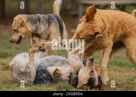 Auf seinem Rücken spielt ein australischer Rinderhund mit einer Gruppe anderer Hunde auf einem grasbewachsenen Feld. Horizontal. Stockfoto