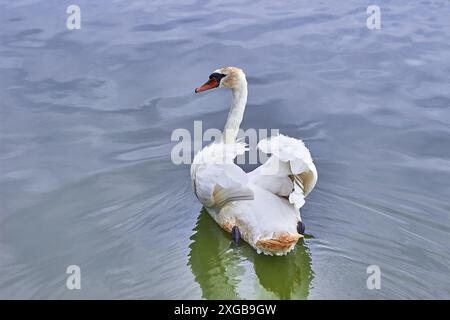 Ein prächtiger Schwan mit erhöhten Flügeln schwimmt auf einer ruhigen Wasseroberfläche Stockfoto