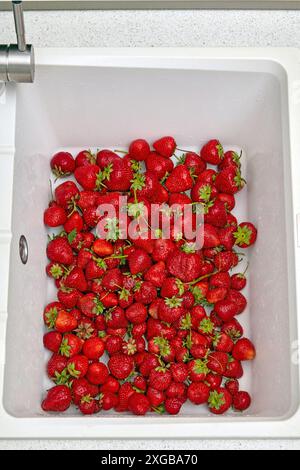 Gewaschene rote Erdbeeren, die in das weiße Steinbecken in der Küche gegossen wurden Stockfoto